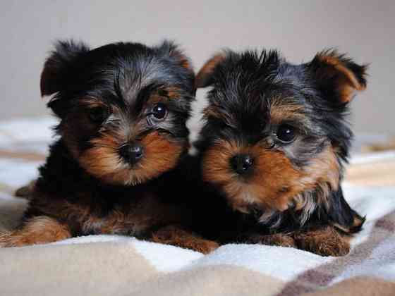 Йорки Донецк