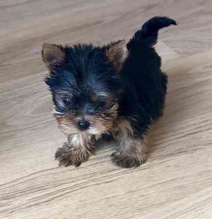 Йорки Донецк