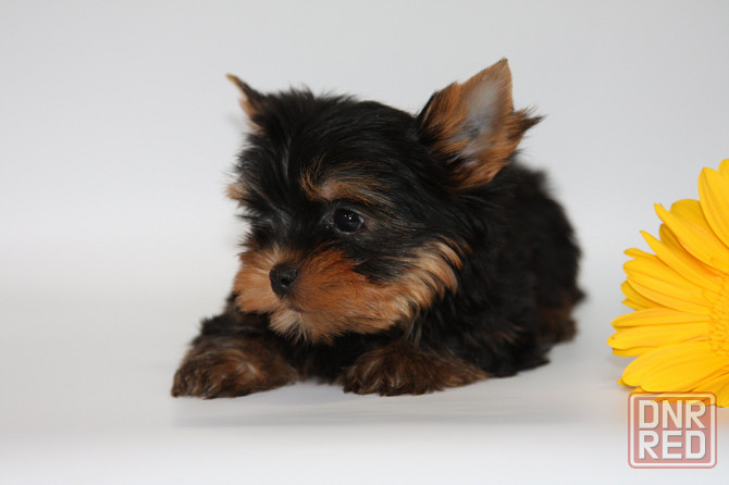 Йорки Донецк - изображение 3