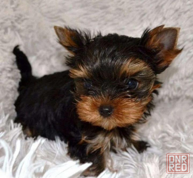 Йорки Донецк - изображение 1