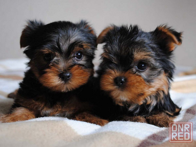 Йорки Донецк - изображение 2