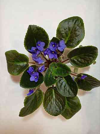 Фиалки Донецк