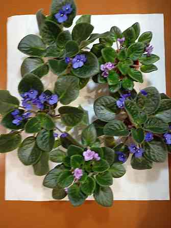 Фиалки Донецк