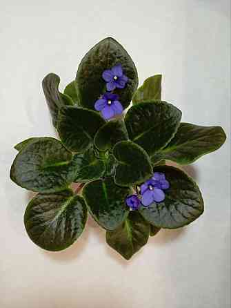 Фиалки Донецк