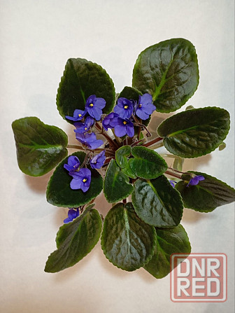 Фиалки Донецк - изображение 6