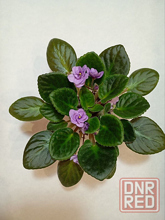 Фиалки Донецк - изображение 5