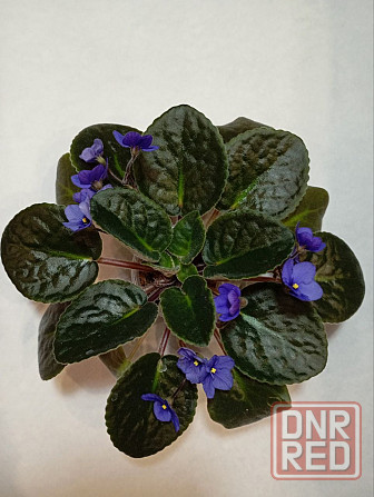 Фиалки Донецк - изображение 2