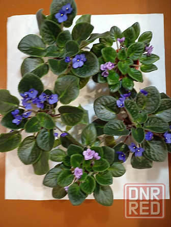 Фиалки Донецк - изображение 1