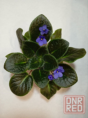 Фиалки Донецк - изображение 3