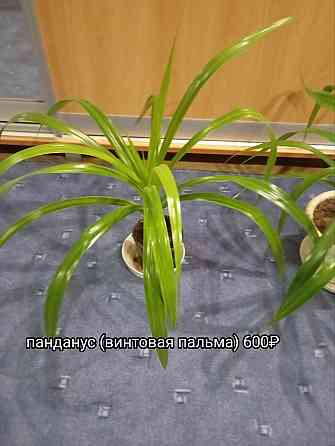 Панданус (винтовая пальма) Донецк