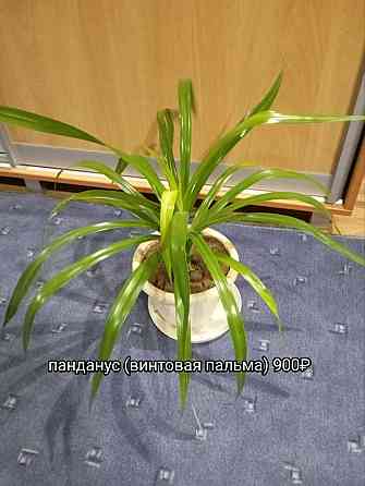 Панданус (винтовая пальма) Донецк