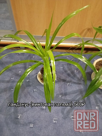 Панданус (винтовая пальма) Донецк - изображение 1