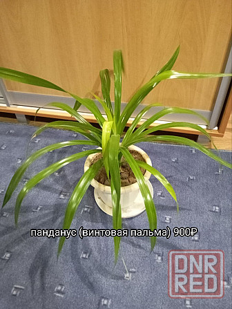 Панданус (винтовая пальма) Донецк - изображение 2