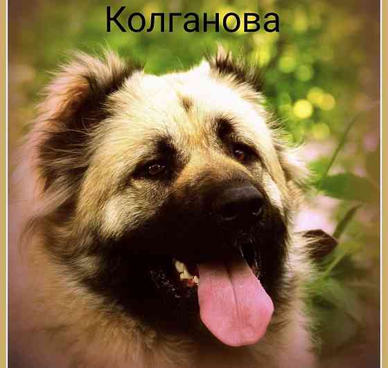 Щенки кавказской овчарки Донецк