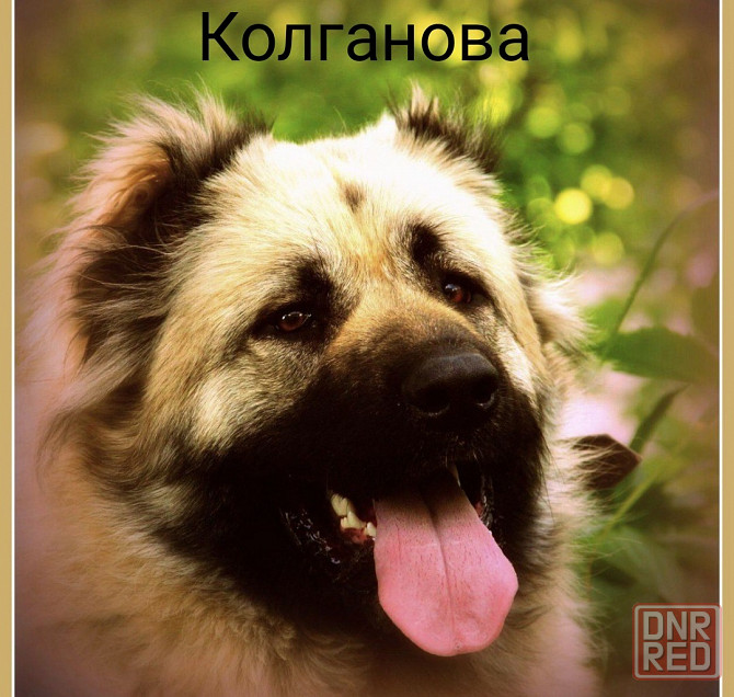 Щенки кавказской овчарки Донецк - изображение 1