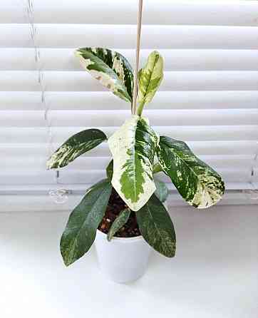 Фикус Ficus rubiginosa 'Variegata' Макеевка