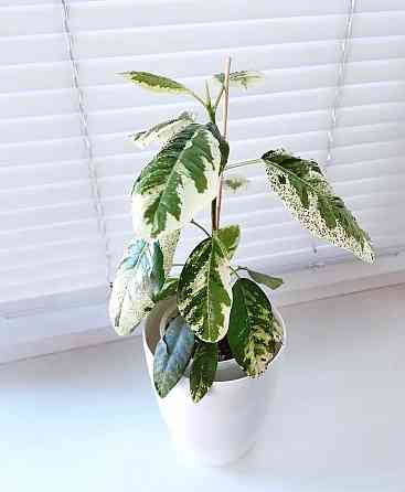 Фикус Ficus rubiginosa 'Variegata' Макеевка