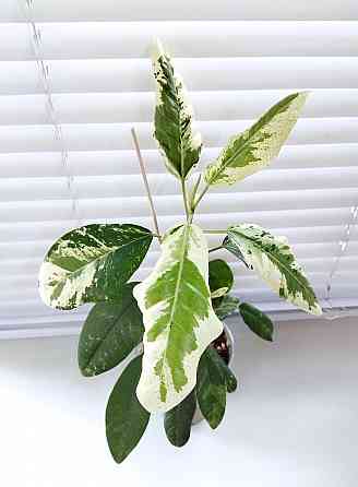 Фикус Ficus rubiginosa 'Variegata' Макеевка