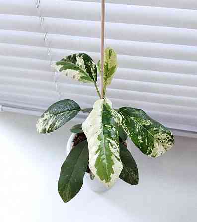Фикус Ficus rubiginosa 'Variegata' Макеевка