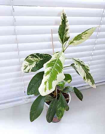 Фикус Ficus rubiginosa 'Variegata' Макеевка