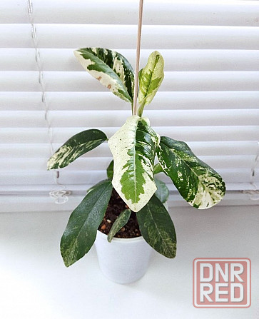 Фикус Ficus rubiginosa 'Variegata' Макеевка - изображение 3