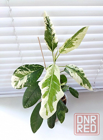 Фикус Ficus rubiginosa 'Variegata' Макеевка - изображение 2