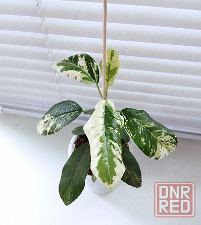 Фикус Ficus rubiginosa 'Variegata' Макеевка - изображение 4