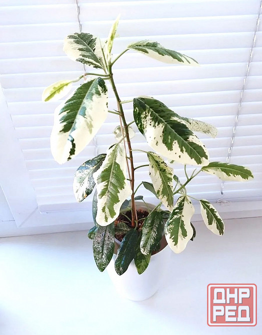 Фикус Ficus rubiginosa 'Variegata' Макеевка - изображение 1