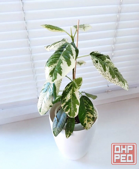Фикус Ficus rubiginosa 'Variegata' Макеевка - изображение 2
