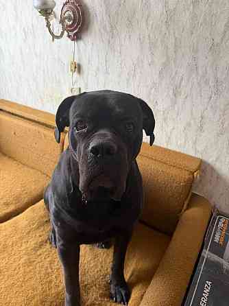 в добрые руки Горловка