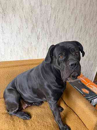 в добрые руки Горловка