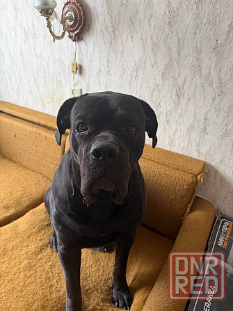 в добрые руки Горловка - изображение 2