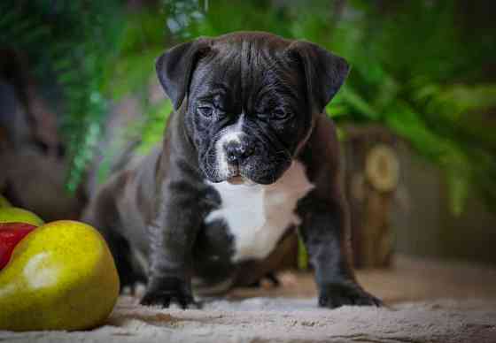 Американские булли Донецк