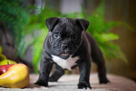 Американские булли Донецк