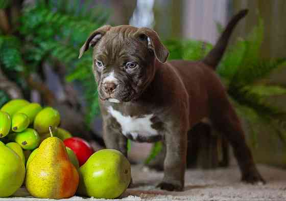 Американские булли Донецк