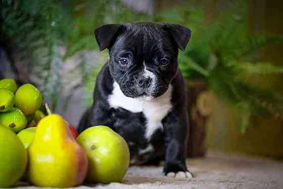 Американские булли Донецк