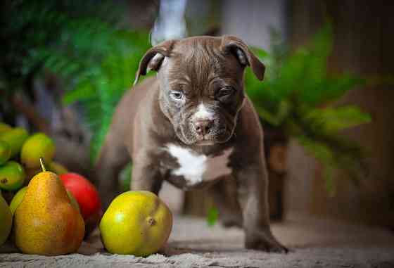 Американские булли Донецк