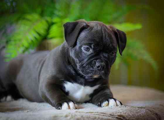 Американские булли Донецк