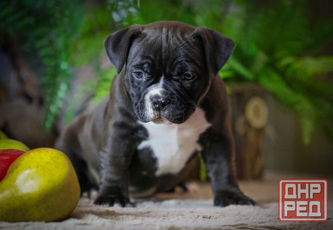 Американские булли Донецк - изображение 3