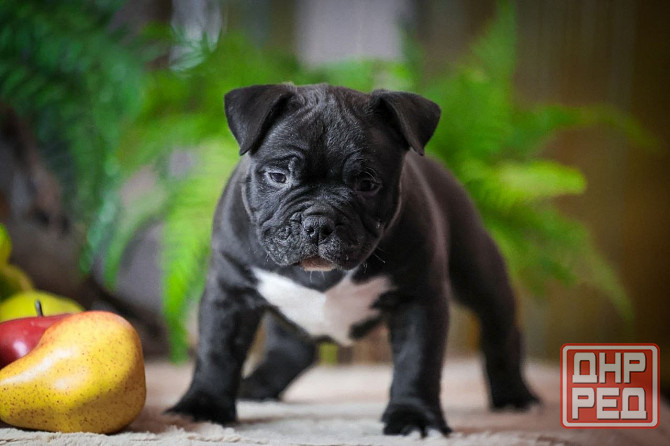 Американские булли Донецк - изображение 1