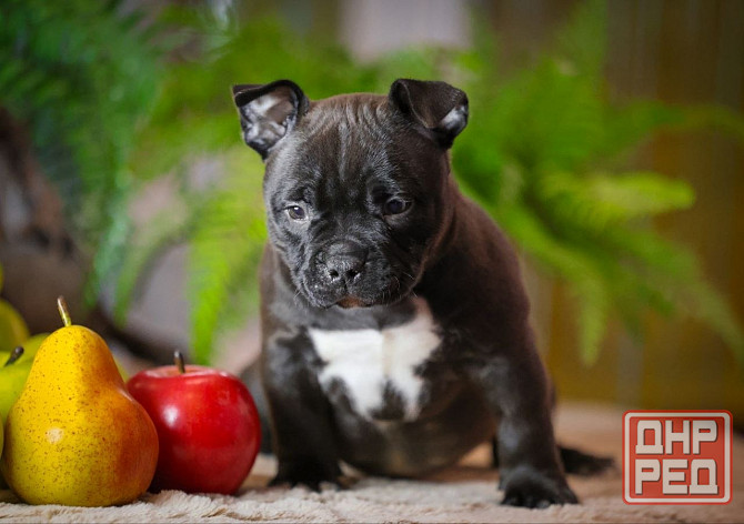 Американские булли Донецк - изображение 7