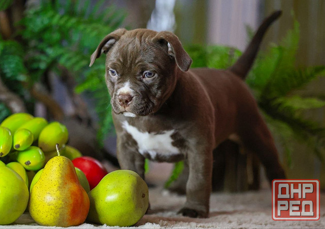 Американские булли Донецк - изображение 6