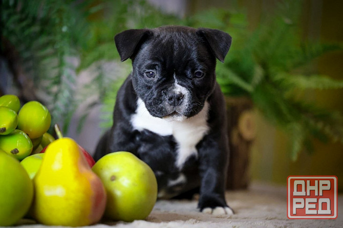 Американские булли Донецк - изображение 5