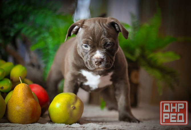 Американские булли Донецк - изображение 2