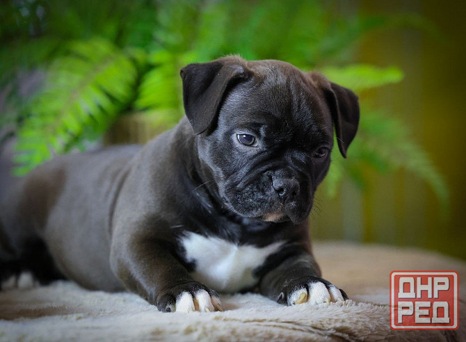 Американские булли Донецк - изображение 4