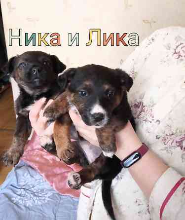 Ищу любящих хозяев! Донецк