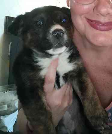 Ищу любящих хозяев! Донецк