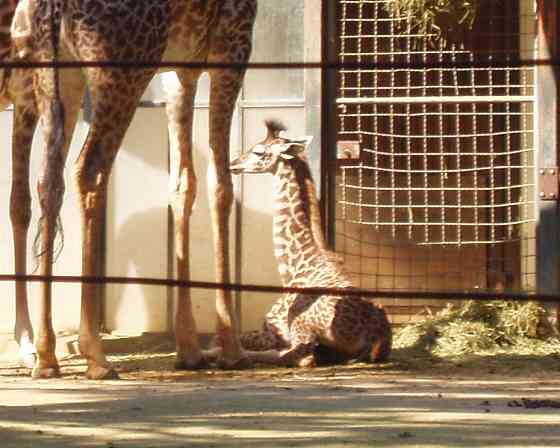 Не каждый в троллейбасе Лям" Донецк