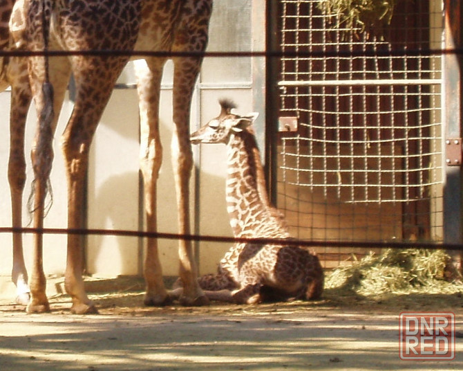 Не каждый в троллейбасе Лям" Донецк - изображение 1