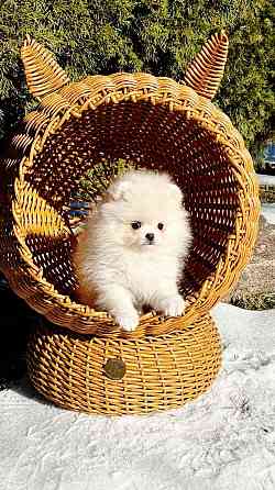 Девочка Померанского Шпица Донецк